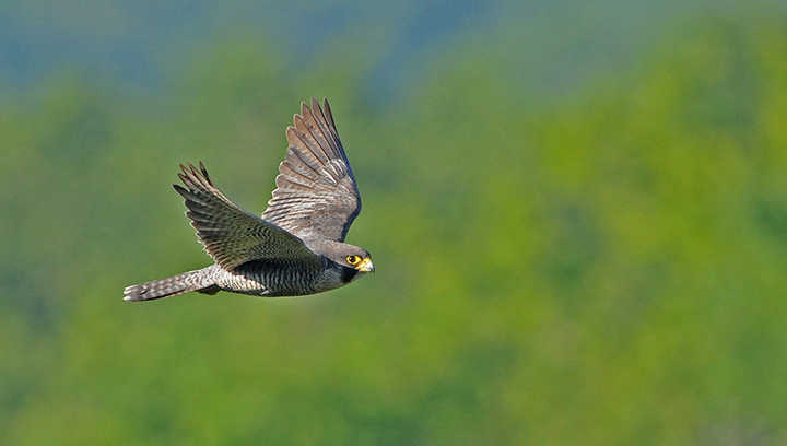 Réunion annuelle du groupe Nichoirs